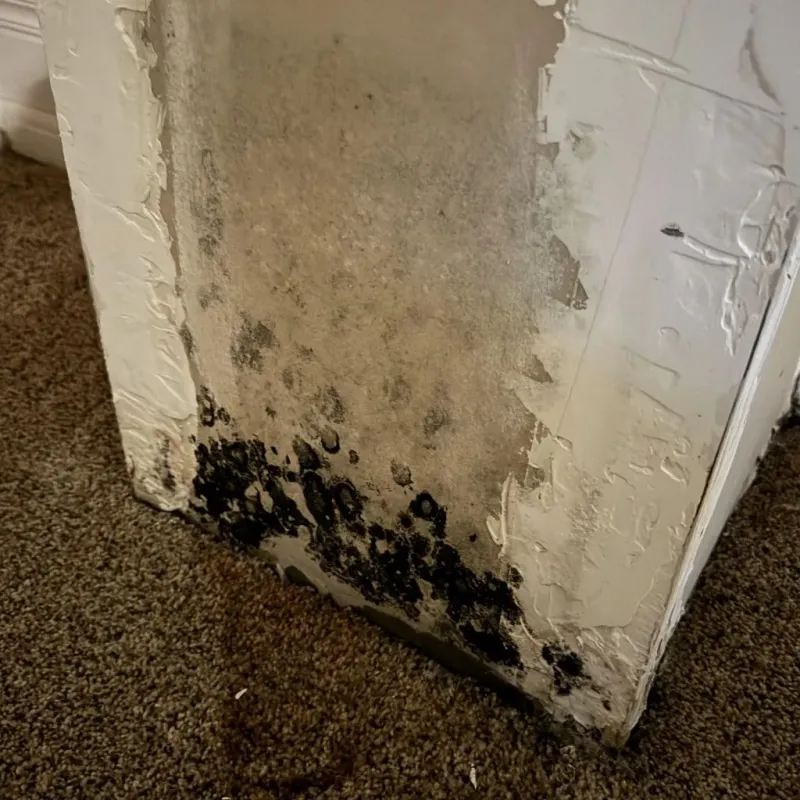 Professional Mold Removal in Poughkeepsie, NY